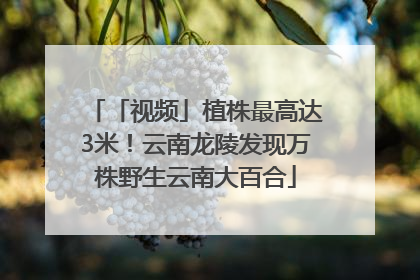 「视频」植株最高达3米！云南龙陵发现万株野生云南大百合