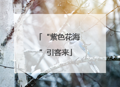 “紫色花海”引客来