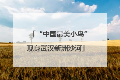 “中国最美小鸟”现身武汉新洲沙河