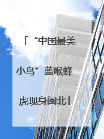 “中国最美小鸟”蓝喉蜂虎现身闽北