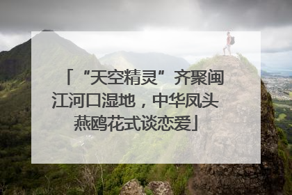 “天空精灵”齐聚闽江河口湿地，中华凤头燕鸥花式谈恋爱