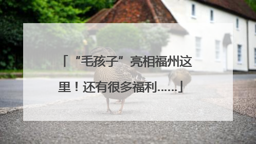 “毛孩子”亮相福州这里！还有很多福利……