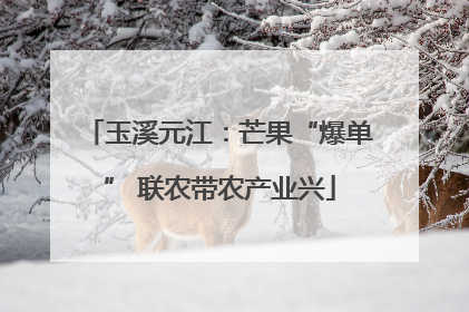 玉溪元江：芒果“爆单” 联农带农产业兴