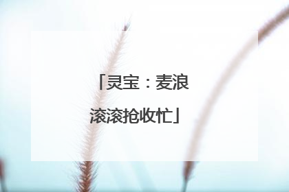 灵宝：麦浪滚滚抢收忙