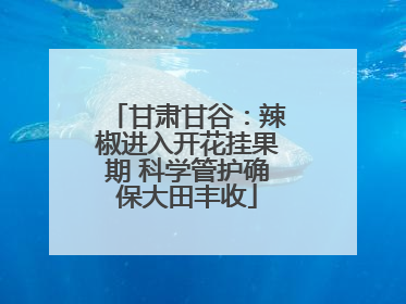 甘肃甘谷：辣椒进入开花挂果期 科学管护确保大田丰收