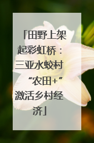 田野上架起彩虹桥：三亚水蛟村“农田+”激活乡村经济