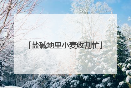 盐碱地里小麦收割忙