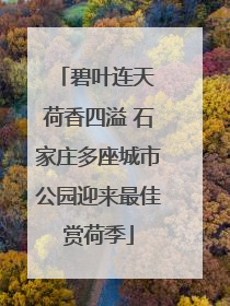 碧叶连天 荷香四溢 石家庄多座城市公园迎来最佳赏荷季