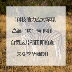 科技助力应对罕见高温“烤”验 四川自贡这片稻田即将迎来头季孕穗期