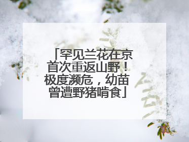 罕见兰花在京首次重返山野！极度濒危，幼苗曾遭野猪啃食