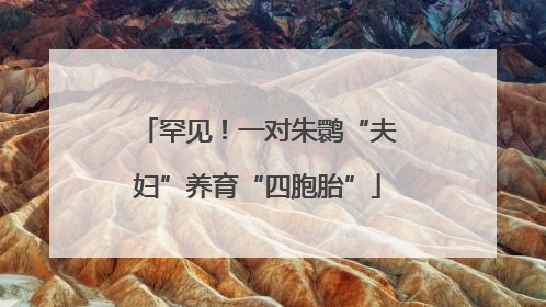 罕见！一对朱鹮“夫妇”养育“四胞胎”