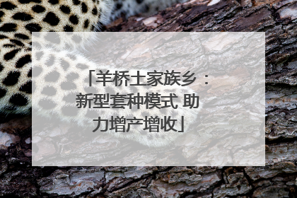 羊桥土家族乡：新型套种模式 助力增产增收