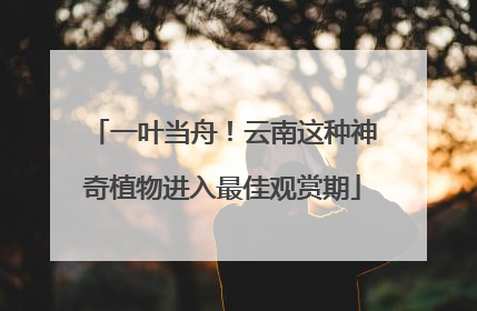 一叶当舟！云南这种神奇植物进入最佳观赏期