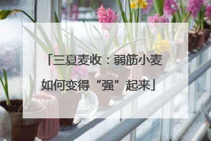 三夏麦收：弱筋小麦如何变得“强”起来