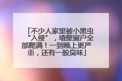 不少人家里被小黑虫“入侵”，墙壁窗户全部爬满！一到晚上更严重，还有一股臭味