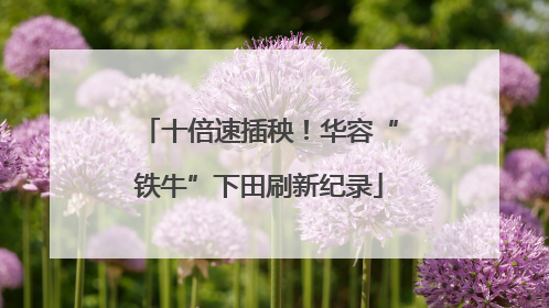 十倍速插秧！华容“铁牛”下田刷新纪录