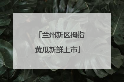 兰州新区拇指黄瓜新鲜上市