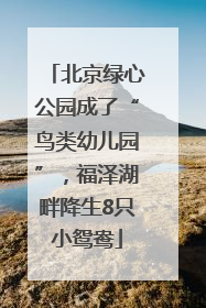 北京绿心公园成了“鸟类幼儿园”，福泽湖畔降生8只小鸳鸯