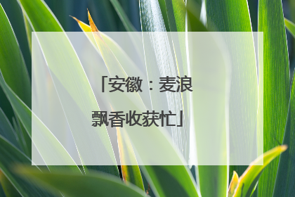 安徽：麦浪飘香收获忙