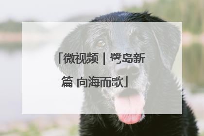 微视频｜鹭岛新篇 向海而歌