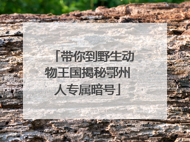 带你到野生动物王国揭秘鄂州人专属暗号