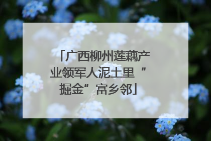 广西柳州莲藕产业领军人泥土里“掘金”富乡邻