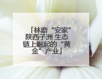 林麝“安家”陕西子洲 生态链上崛起的“黄金”产业