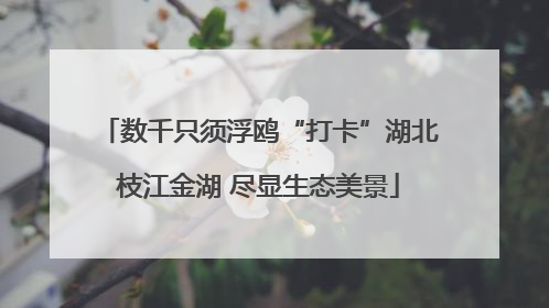 数千只须浮鸥“打卡”湖北枝江金湖 尽显生态美景