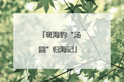 斑海豹“汤圆”归海记