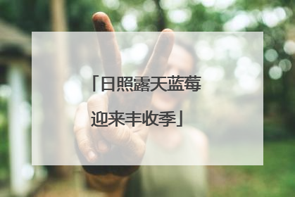 日照露天蓝莓迎来丰收季