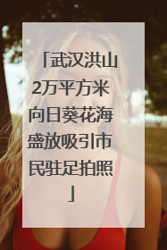 武汉洪山2万平方米向日葵花海盛放吸引市民驻足拍照