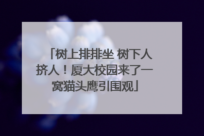 树上排排坐 树下人挤人！厦大校园来了一窝猫头鹰引围观