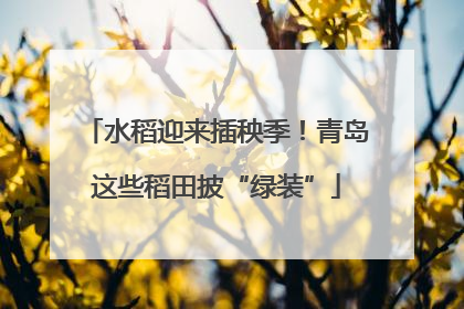 水稻迎来插秧季！青岛这些稻田披“绿装”