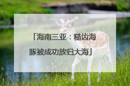海南三亚：糙齿海豚被成功放归大海
