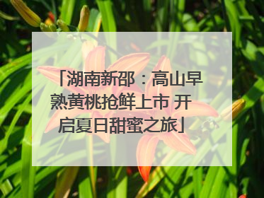 湖南新邵：高山早熟黄桃抢鲜上市 开启夏日甜蜜之旅