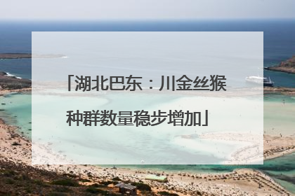 湖北巴东：川金丝猴种群数量稳步增加