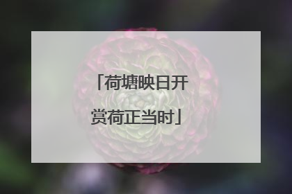 荷塘映日开 赏荷正当时