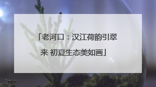 老河口：汉江荷韵引翠来 初夏生态美如画