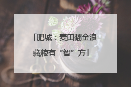 肥城：麦田翻金浪藏粮有“智”方