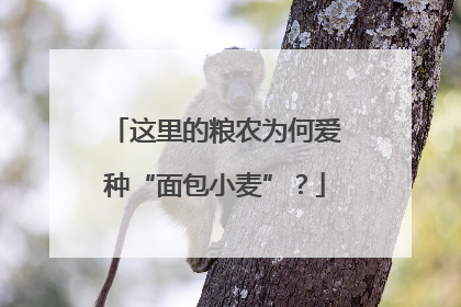 这里的粮农为何爱种“面包小麦”？