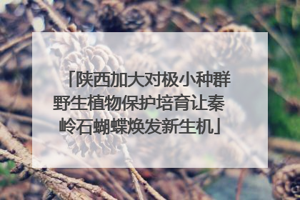 陕西加大对极小种群野生植物保护培育让秦岭石蝴蝶焕发新生机