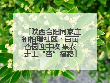 陕西合阳同家庄镇柏瑞社区：百亩杏园迎丰收 果农走上“杏”福路
