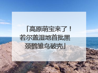 高原萌宝来了！若尔盖湿地首批黑颈鹤雏鸟破壳