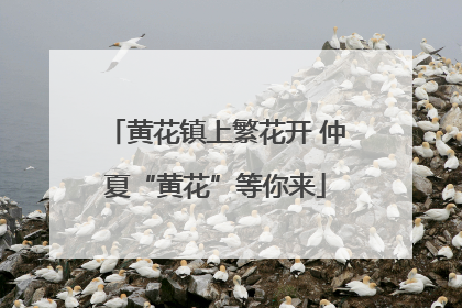 黄花镇上繁花开 仲夏“黄花”等你来