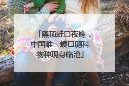 黑顶蛙口夜鹰，中国唯一蟆口鸱科物种现身临沧