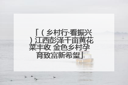 （乡村行·看振兴）江西彭泽千亩黄花菜丰收 金色乡村孕育致富新希望